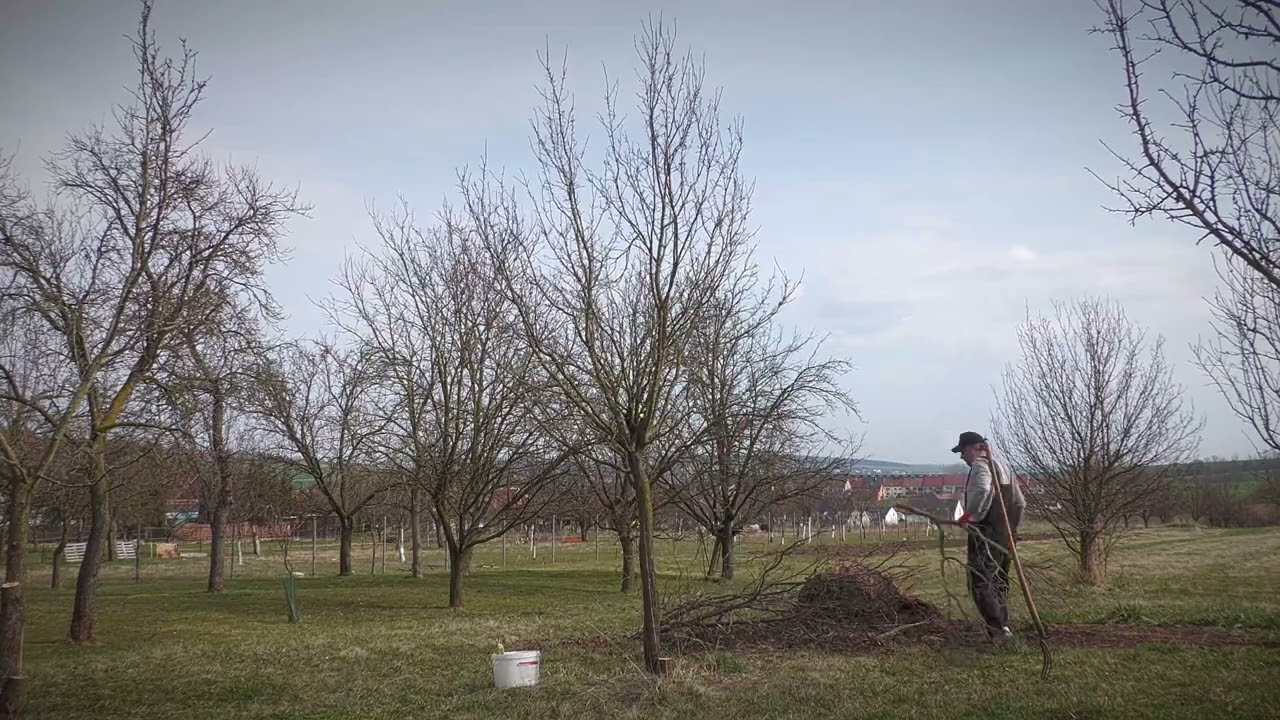 V sadě - ořezávání stromů, švestek