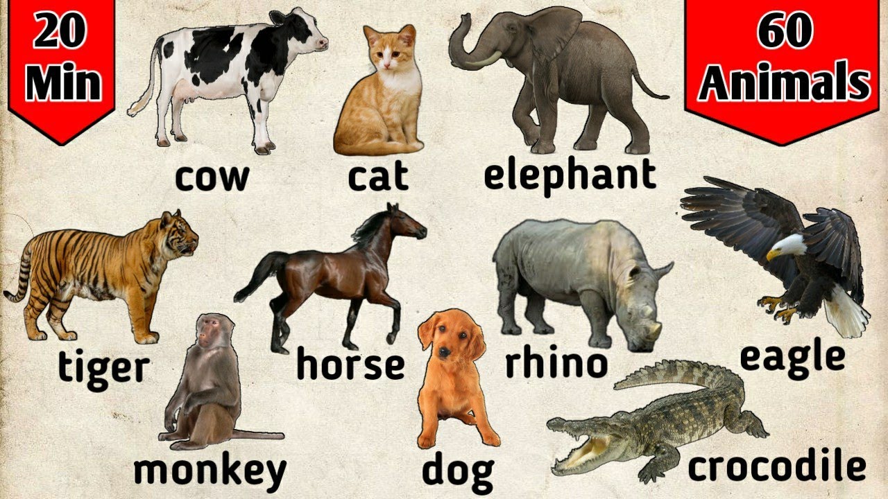 Belajar bahasa Inggris | Nama binatang dalam bahasa Inggris | animals for kids