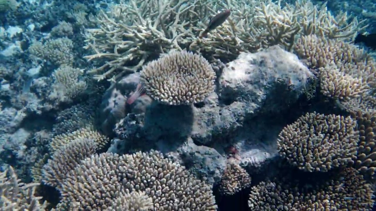 Snorkeling a Hidden Paradise: Bigej Island, Marshall Islands