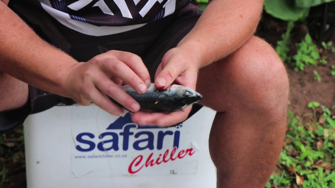 Double Sugar Mackerel long casting bait | ASFN Baits & Traces