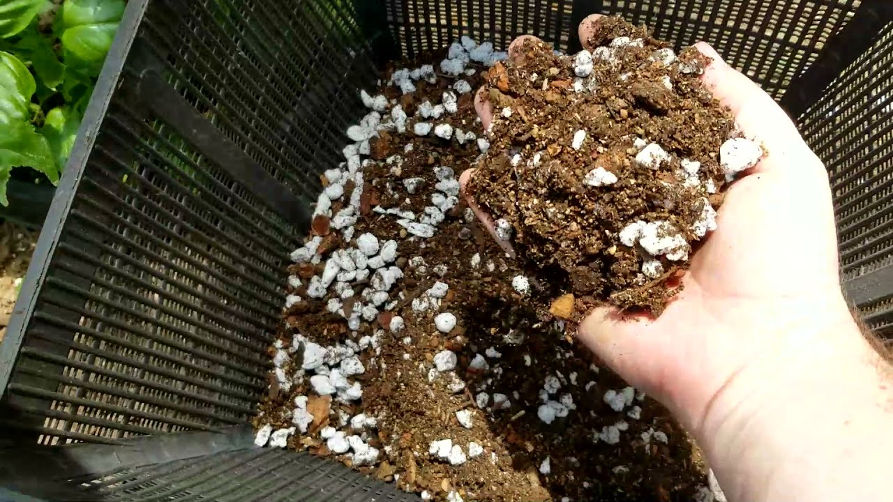 Citrus Mix - using Orchid Mix + Perlite