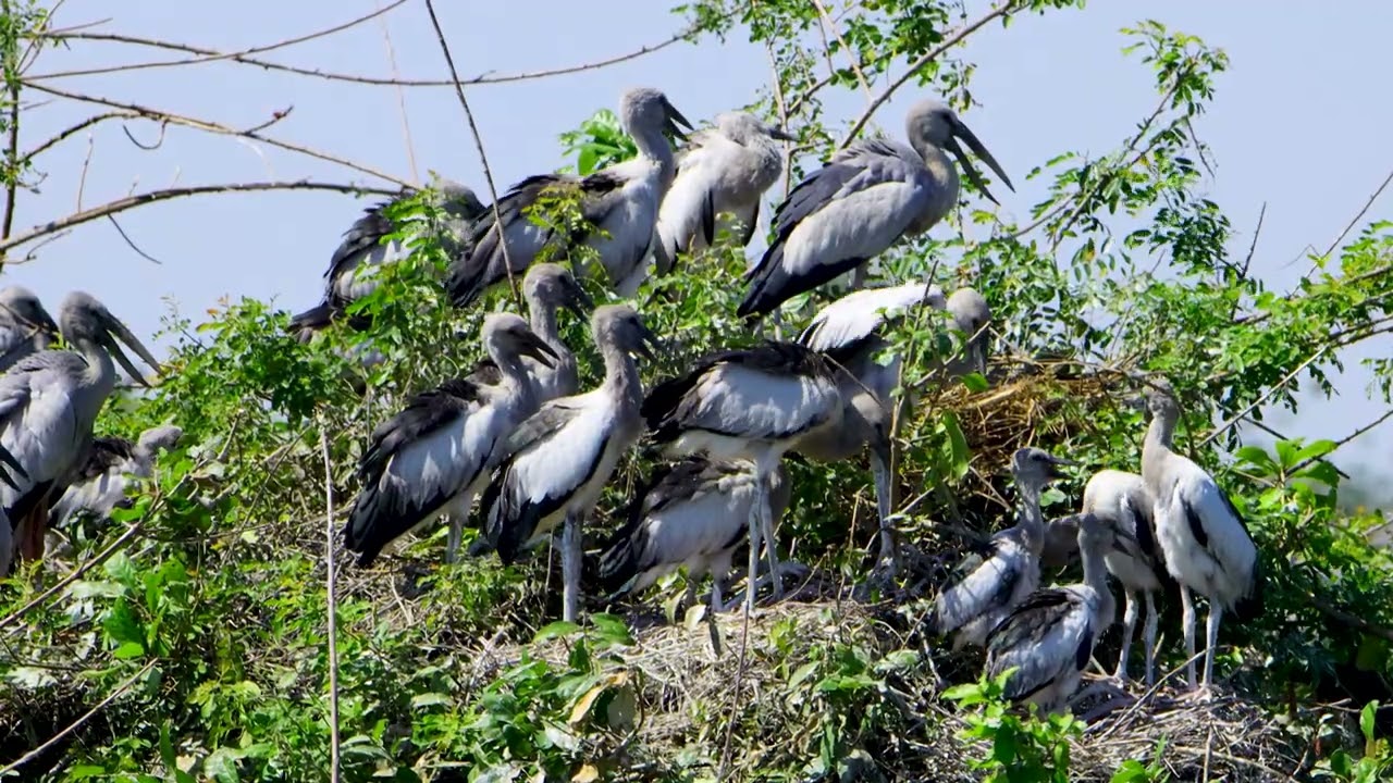 EP525 AMAZING PLACE OF AVIAN BIRD CRANE NESTING ON THE TREE FLOODED FOREST RAINFOREST RELAXING FILM