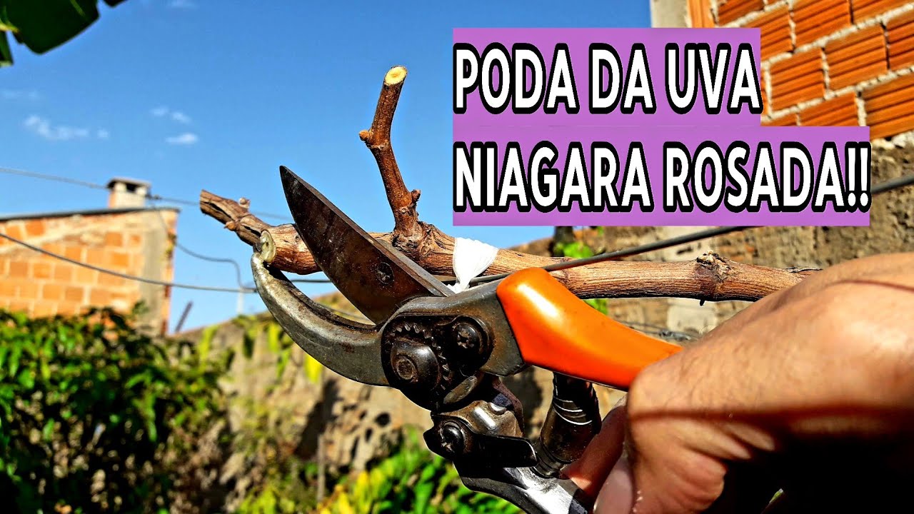 PODA DA UVA NIAGARA ROSADA | TUTORIAL COMPLETO!!