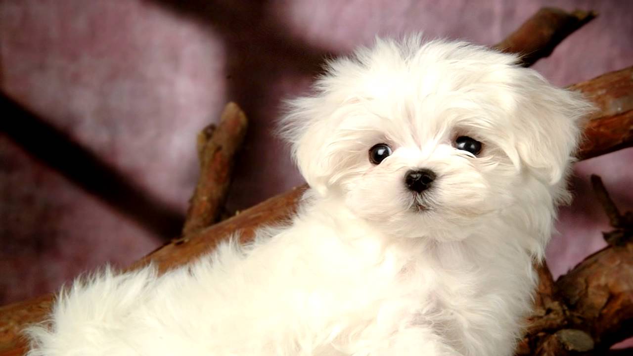 Maltese Heartworm Prevention