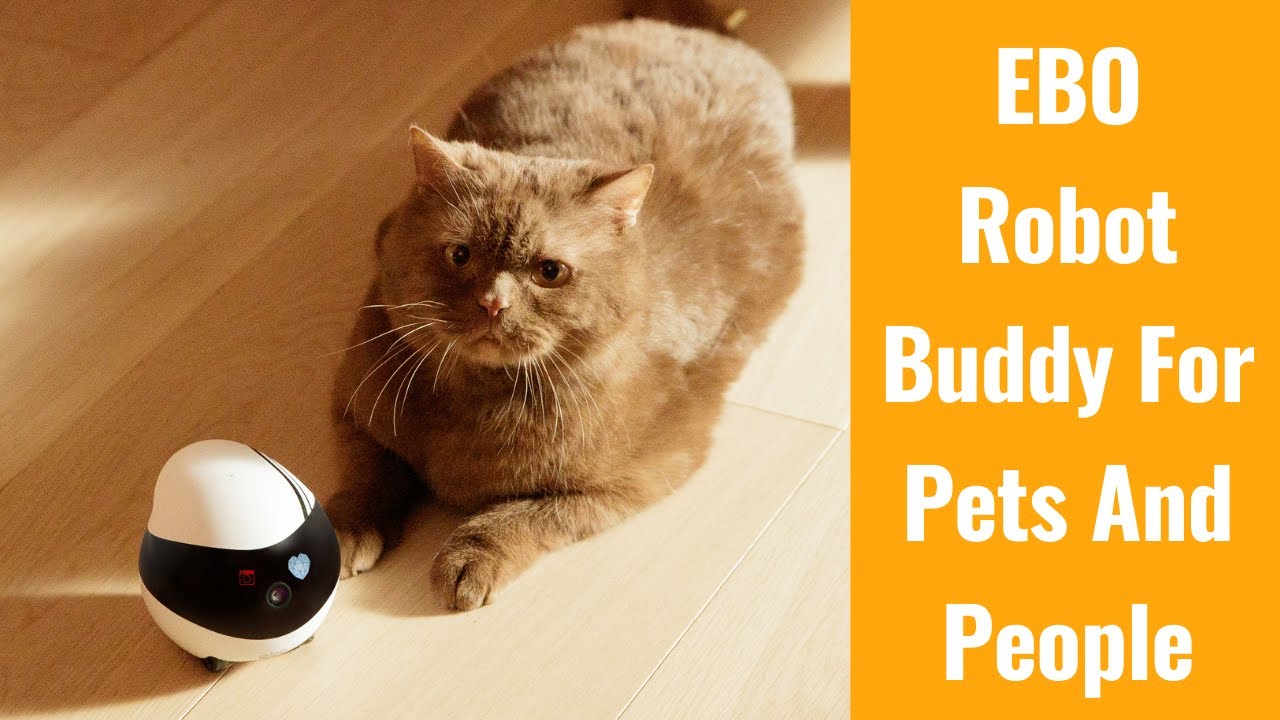 EBO Robot Buddy for Pets and People