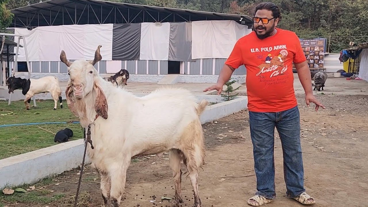 Ultimate Collection Of The King Of Big Kota Andul Goats | Rehman Mistry | ARM Goat Farm Bhiwandi.