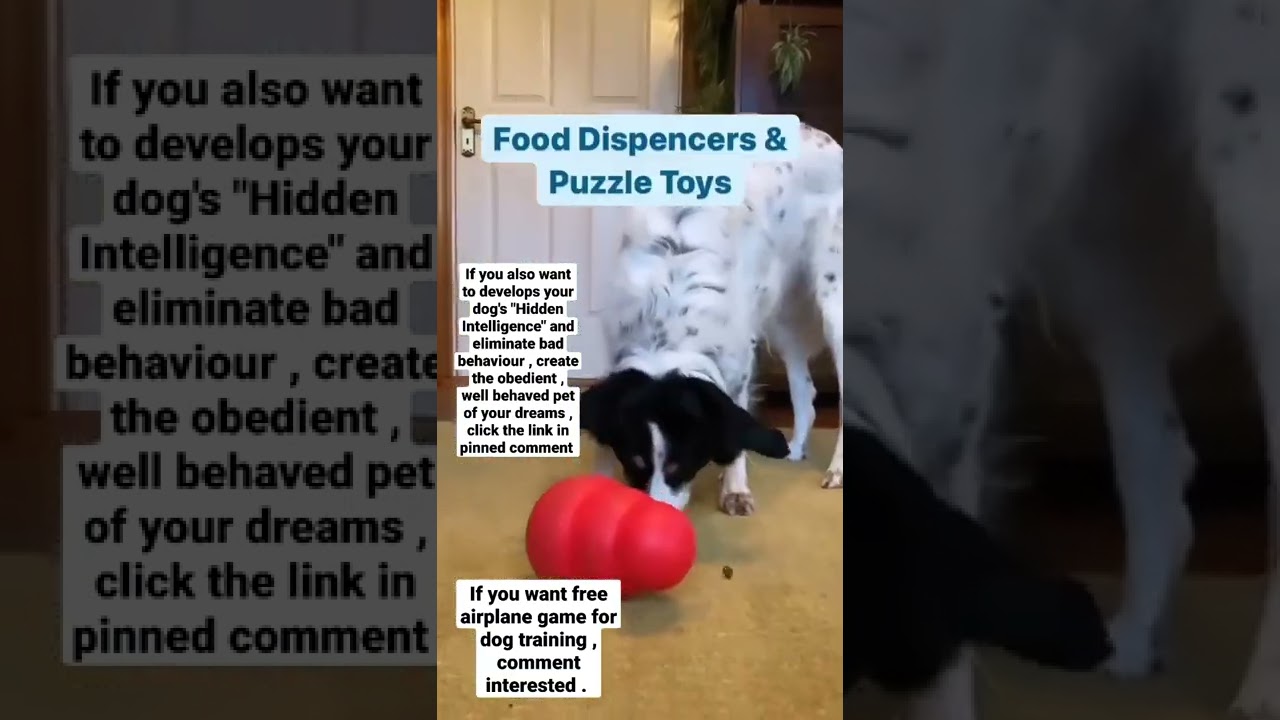 dog training tips | dog training videos | brain training dogs 