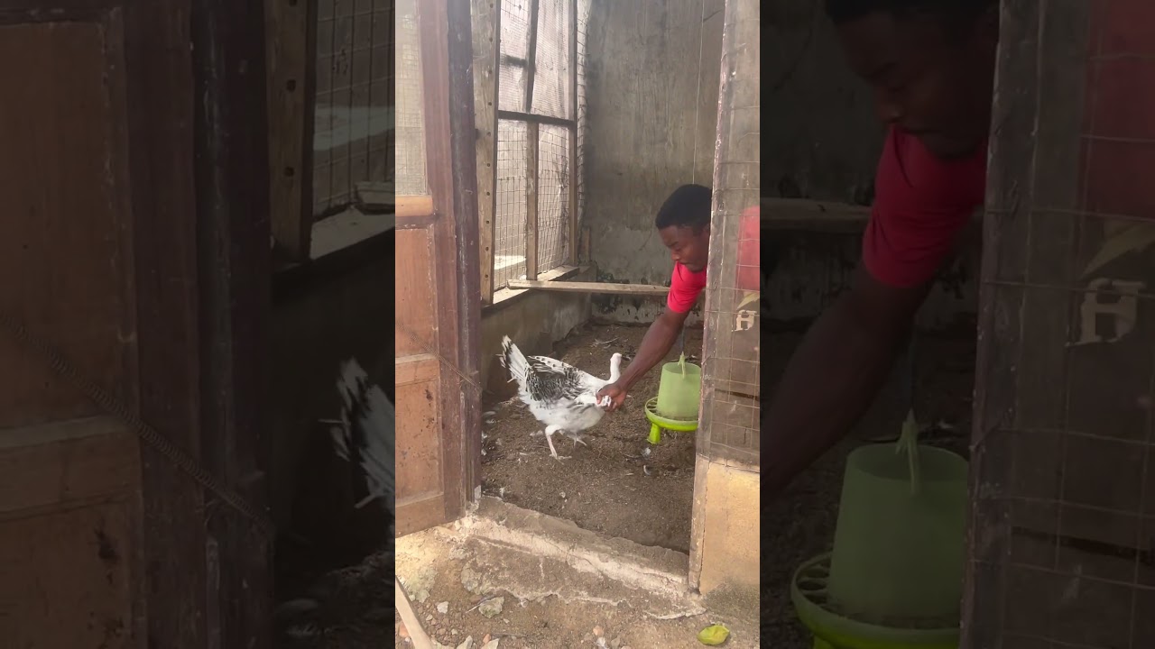 Turkey and Rabbit Farming in Ghana #ghana #animalfarming #turkey #rabbits #farming
