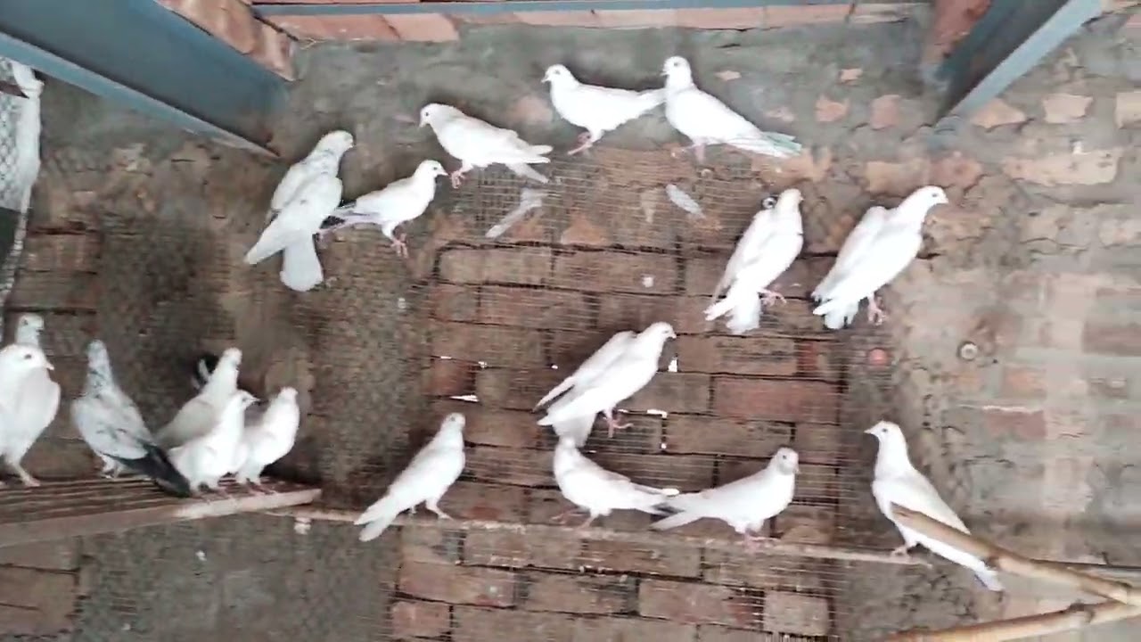 Readdy for 2023 -Breed of  Ustad shahid Allam wallah pigeons #kabutar