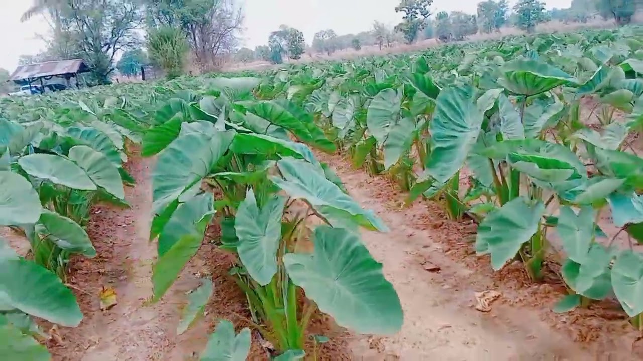 #เผือกหอมอุบลราชธานี กึ่งน้ำกึ่งบก