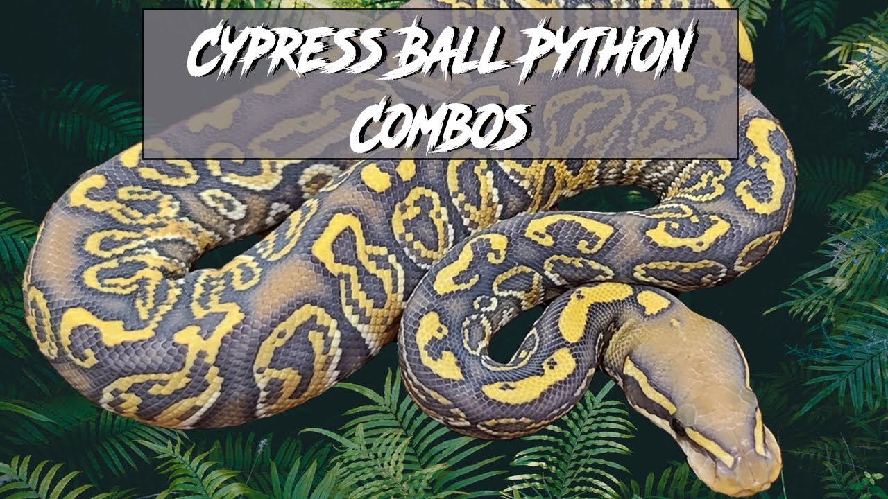 Cypress Ball Python Morph Combos | Jack's Reptiles