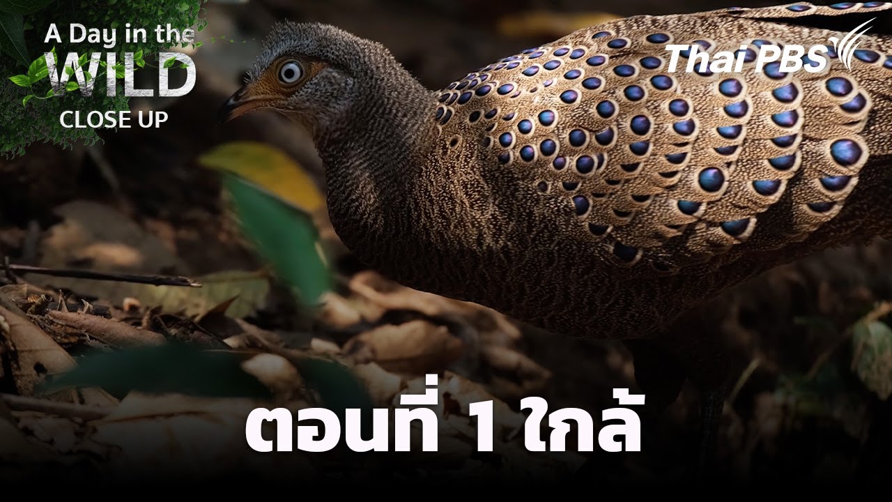 A Day in the Wild | ชุด Close Up : ตอนที่ 1 ใกล้