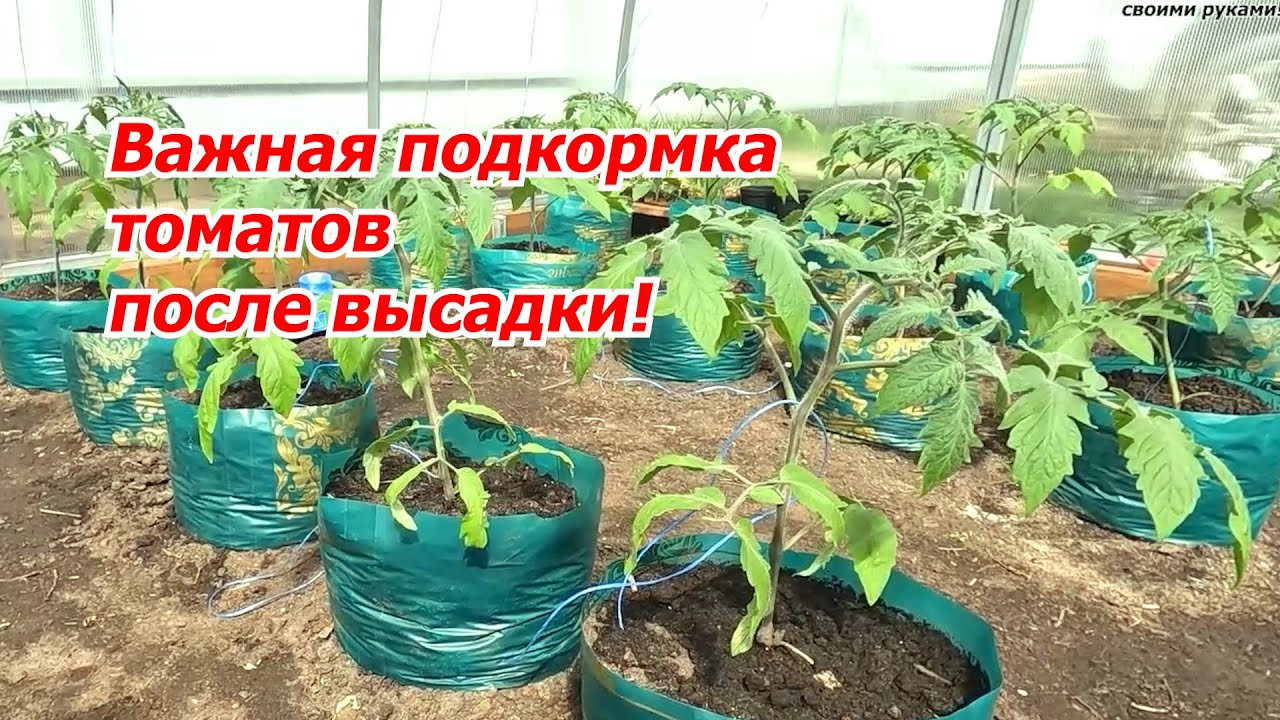 Кальциевая подкормка томатов- как и для чего подкармливать томаты кальцием.
