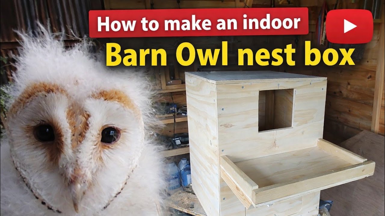 How to make an indoor Barn Owl nest box. 