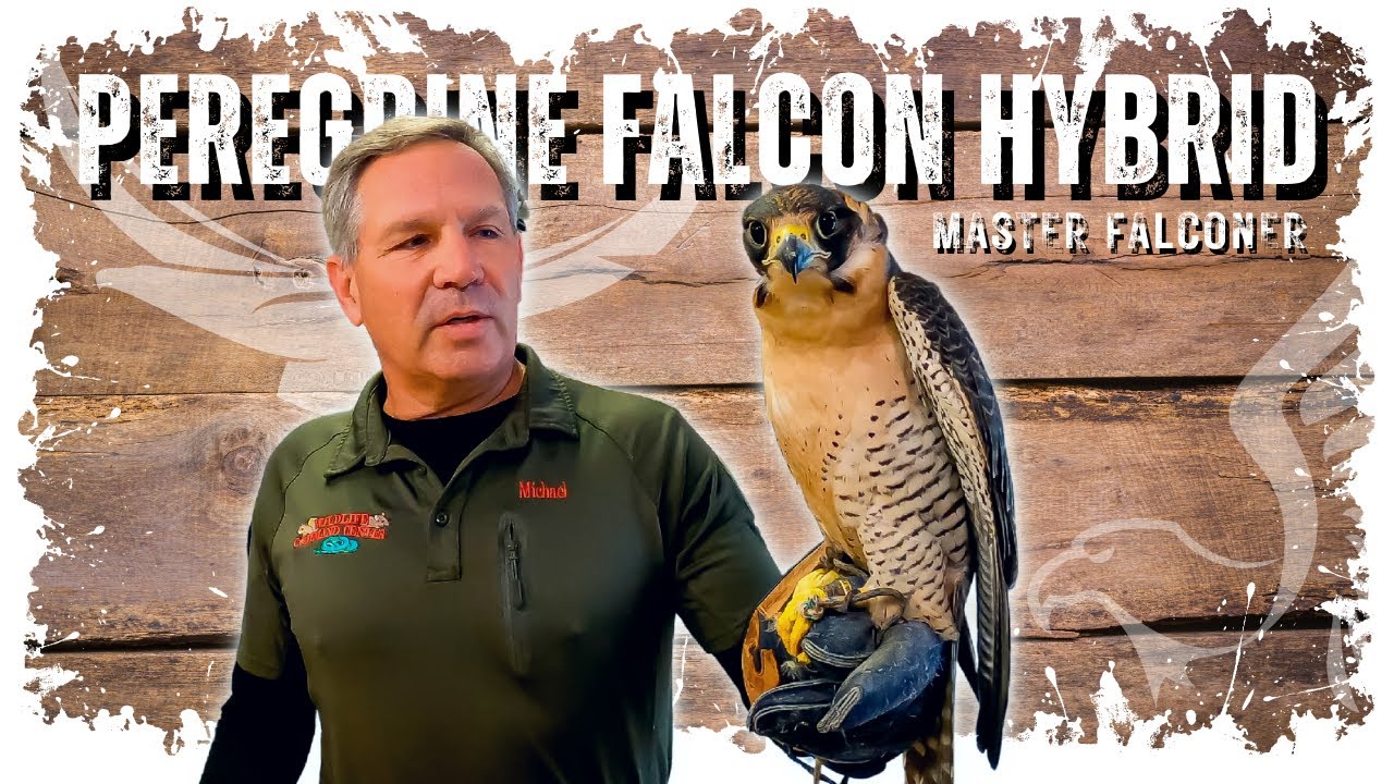 TIME TO MEET BOLTCUTTER | Handling A Second Hand Falcon 😳 - Ep. 9