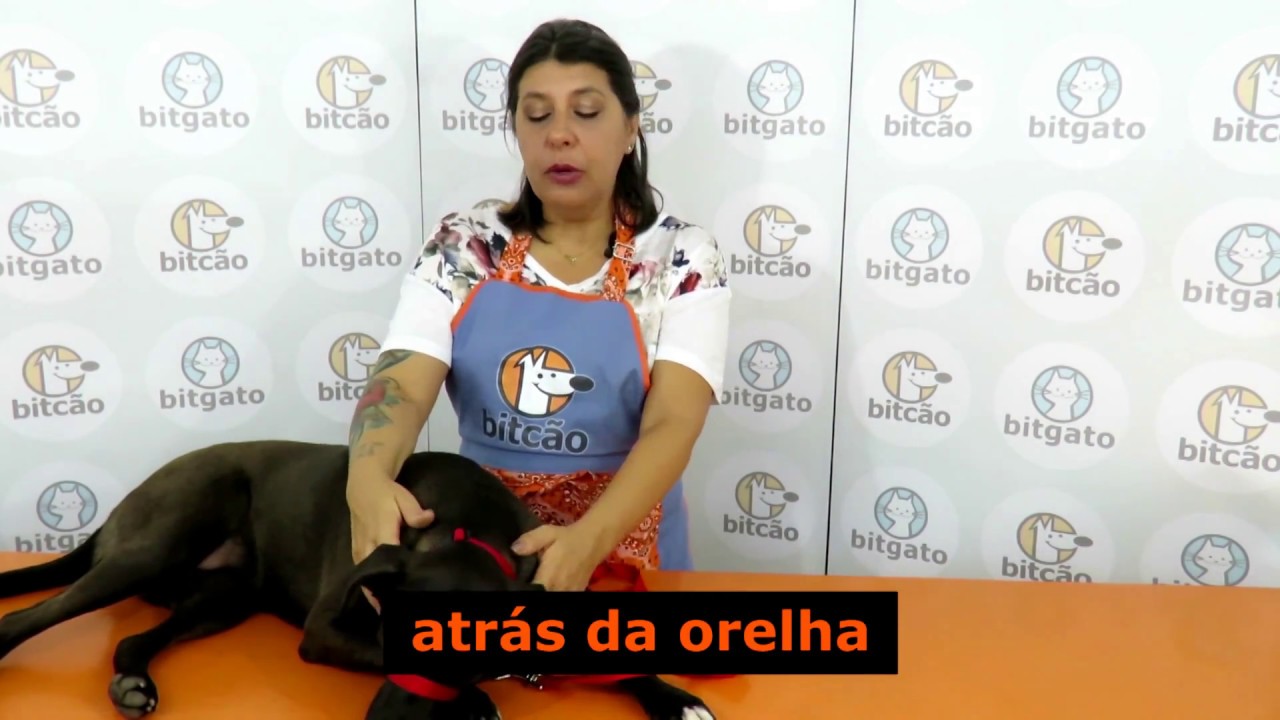 Coleira Gentle Leader - para cães que puxam nos passeios