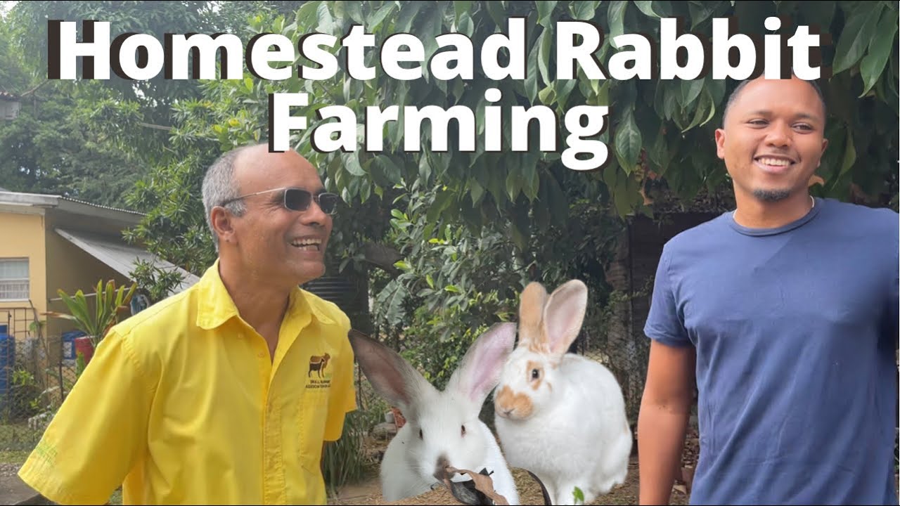 HOMESTEAD RABBIT&DUCK FARMING IN KINGSTON WITH HASANI SEMAJ|| UPTOWN URBAN FARMING