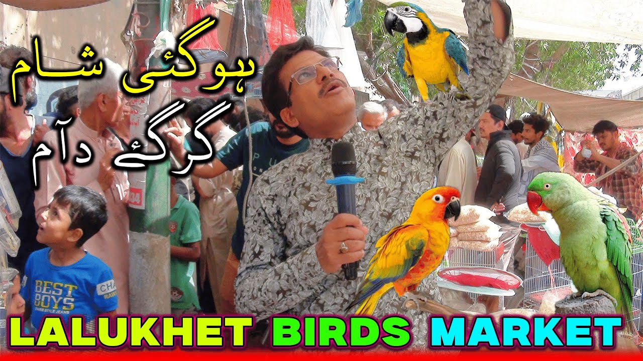 Lalukhet Exotic Parrots and Rare Birds Market Karachi 11-5-2025 Latest Update in Urdu | سوق الطيور