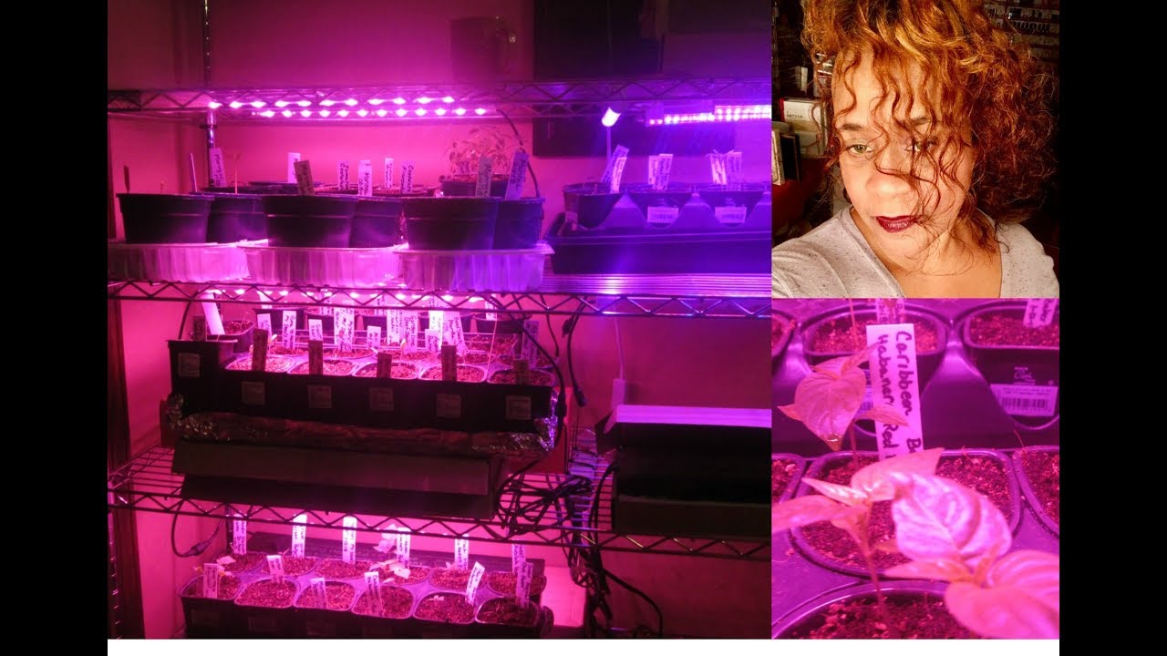 Easy DIY Grow Station ~ LED Lights For All Stages of Plant Growth! |Seed Starting
