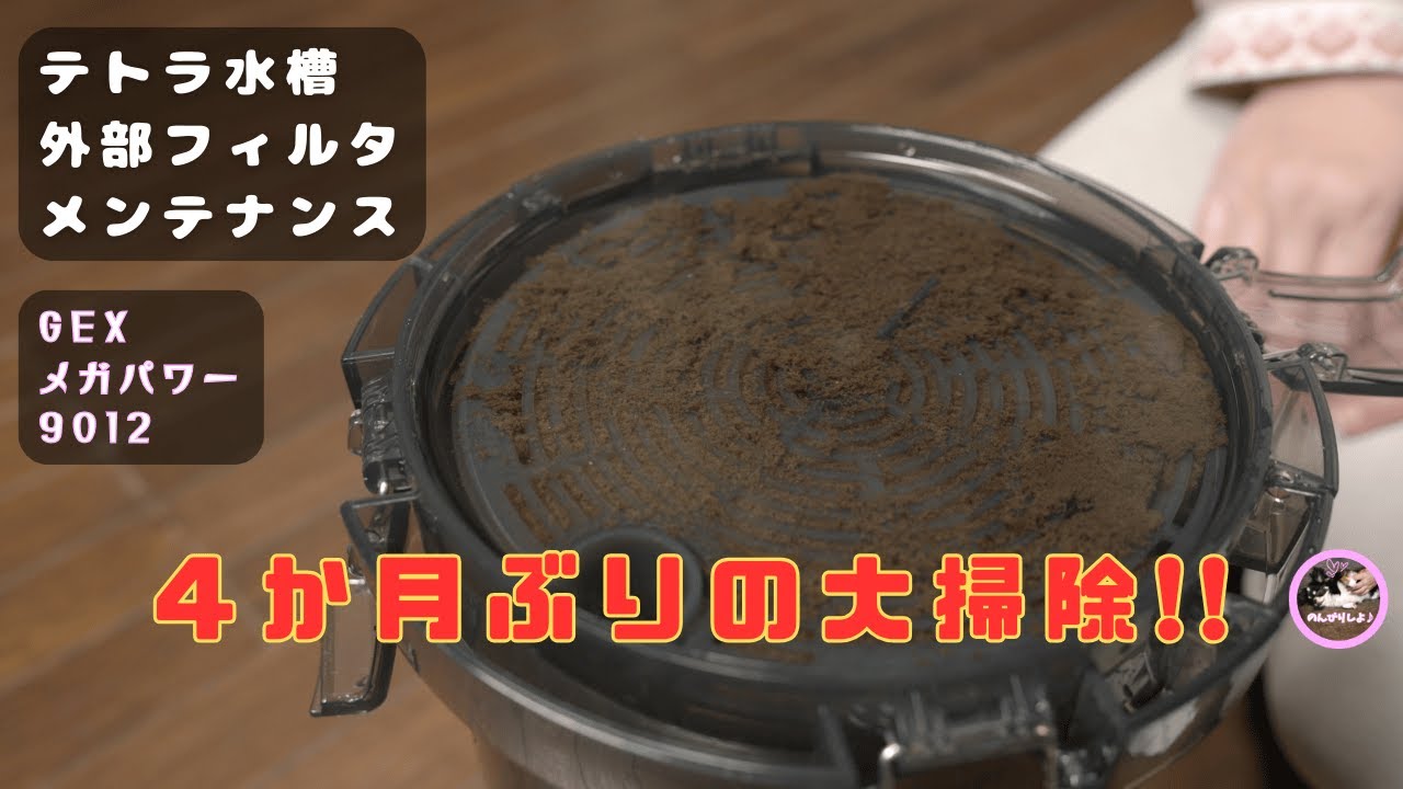 テトラ水槽🐟外部フィルターメンテ🧹GEXメガパワー９０１２【水槽メンテ #40】
