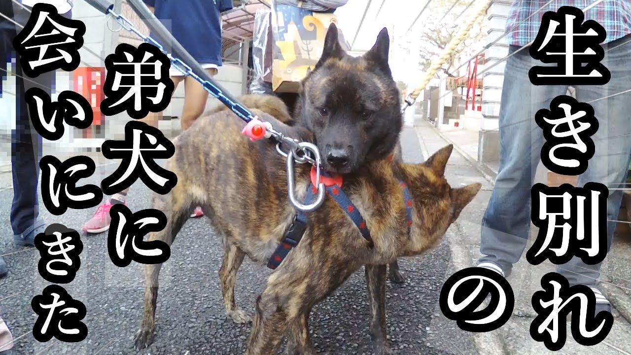 【前編】七年ぶりの里帰り！生き別れた弟犬と再会したらこうなりました　#甲斐犬 #柴犬　#dog