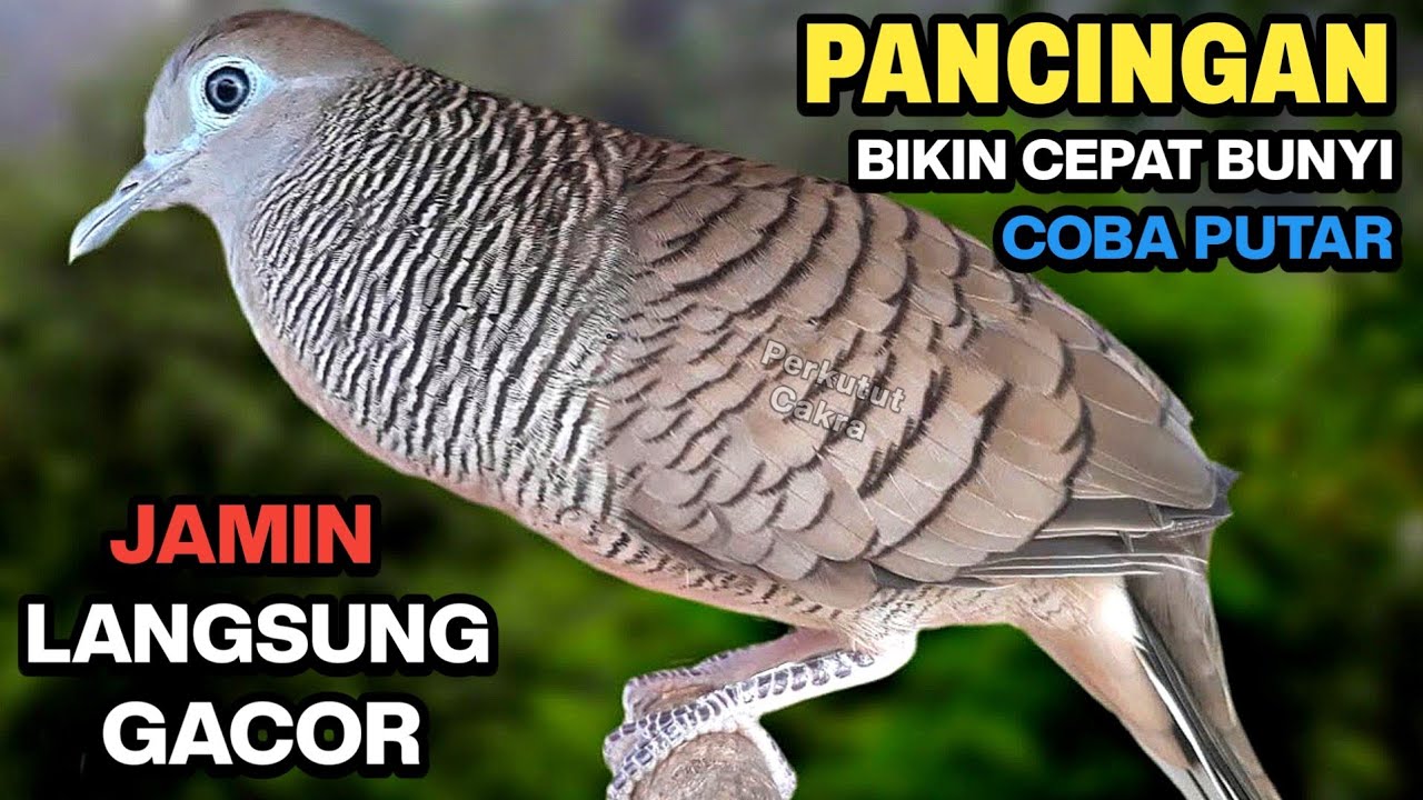 Perkutut Lokal Gacor Suara Besar - Pancingan Perkutut Bikin Cepat Bunyi