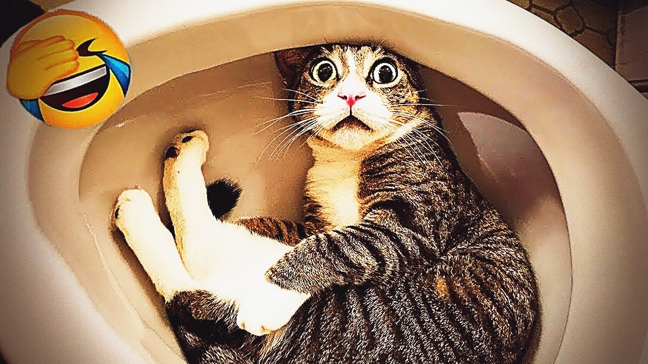 Try Not To Laugh 🤯 Funniest Cats & Dogs 😻 Funny Animals