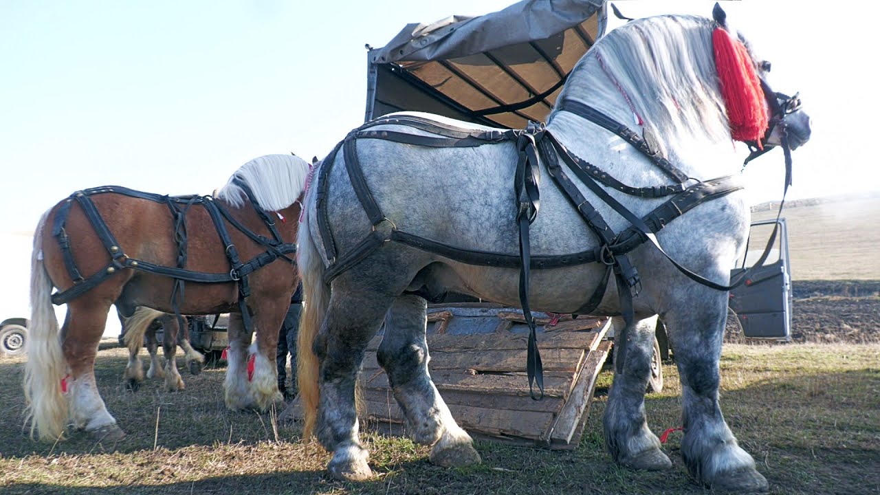 Armăsarii lui Bidirel Costel(Milu) de la Ciprian Porumbescu-Bucovina 2024