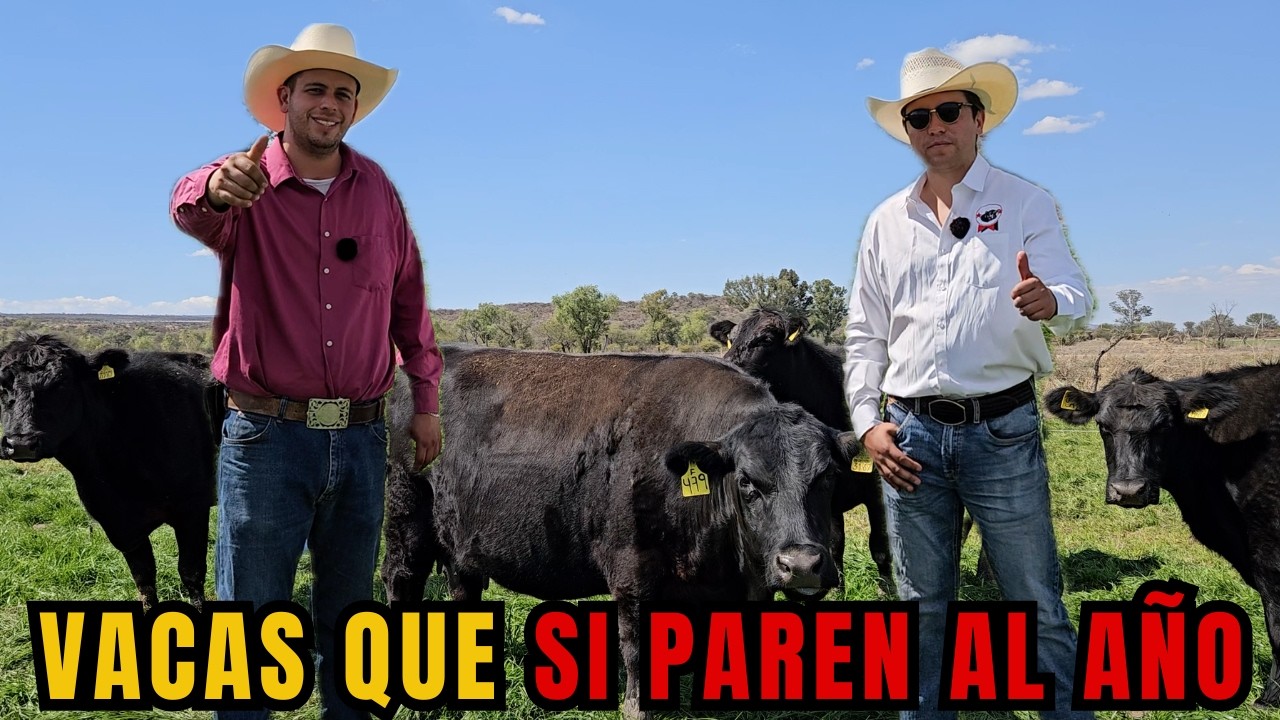 'AQUÍ lo que QUEREMOS es que el GANADO sea PRODUCTIVO' | Rancho Angus Ojo de Agua | RancheandoAndo