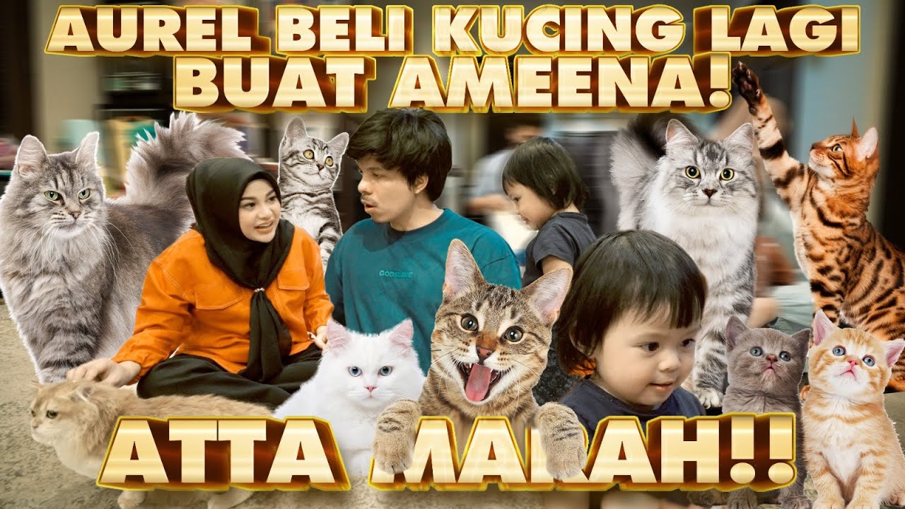 AUREL BELIIN AMEENA KUCING SEKANDANG! ATTA MARAH!!
