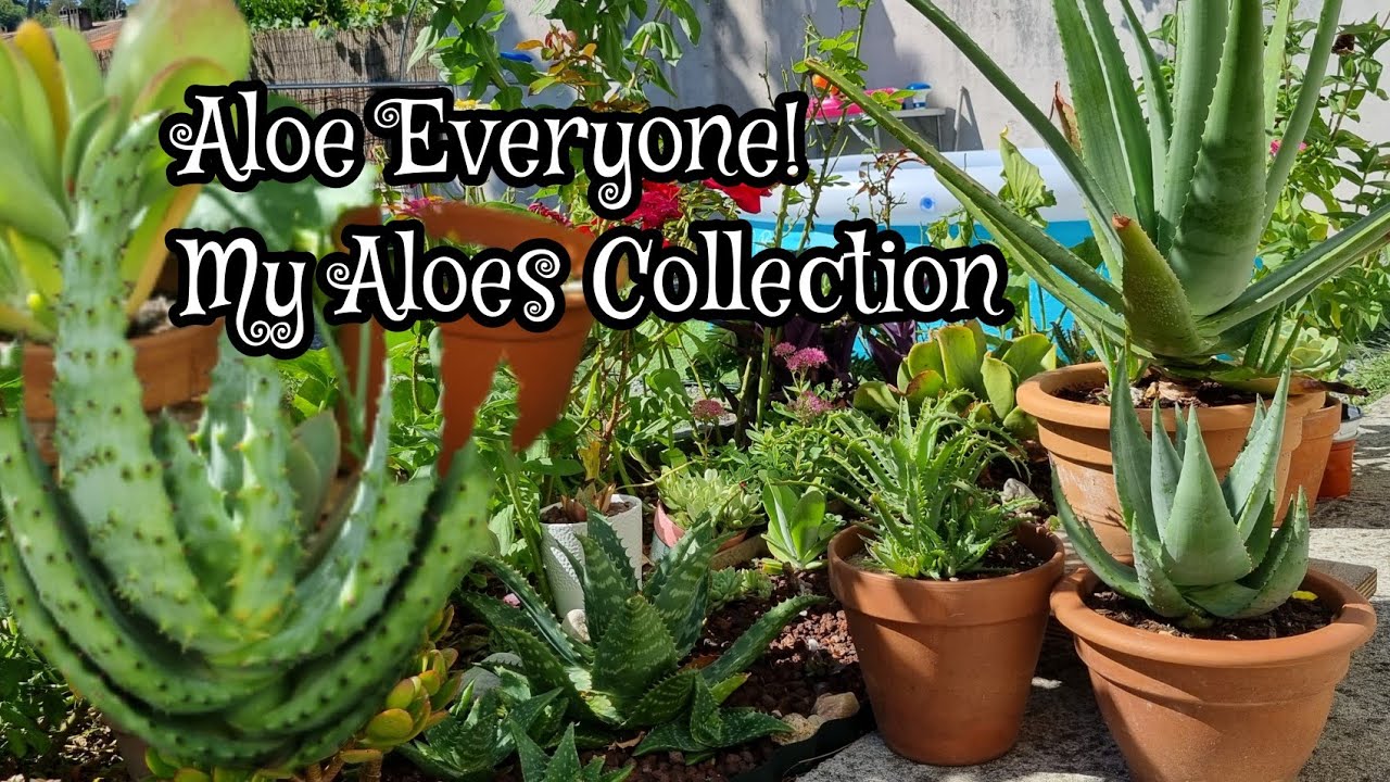 A few types of Aloes in my garden.  Aloe Collection #mygarden #zone9  #succulentlover #aloe