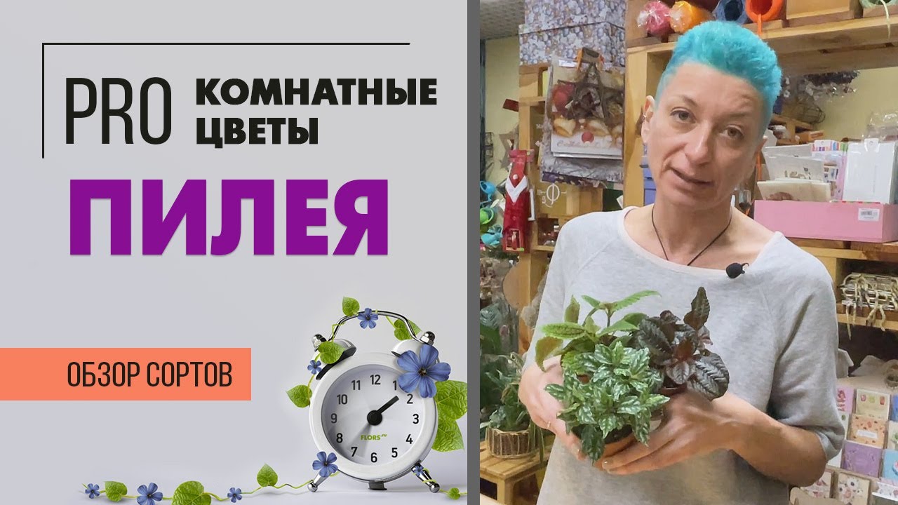 ПИЛЕЯ | 3 сорта во всей красе |  Как правильно ухаживать за пилеей
