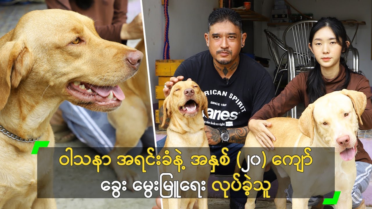 ဝါသနာ အရင်းခံနဲ့ အနှစ် (၂၀) ခွေး မွေးမြူရေး လုပ်ခဲ့သူ