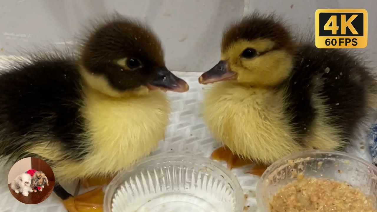 Newborn ducklings 🐥