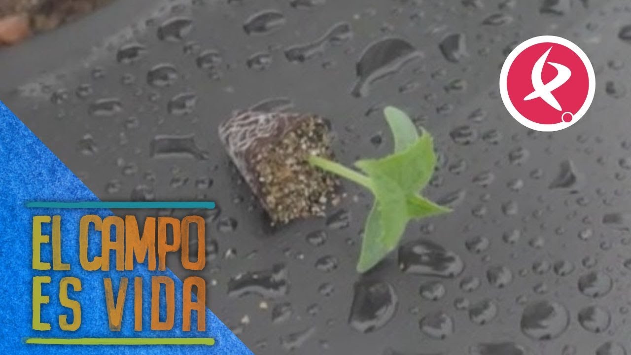 El pepino contador, una de las variedades más caras y exclusivas | El campo es vida