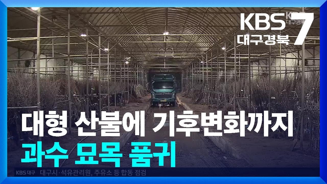 대형 산불에 기후변화까지…과수 묘목 품귀에 농가 울상 / KBS  2026.03.11.