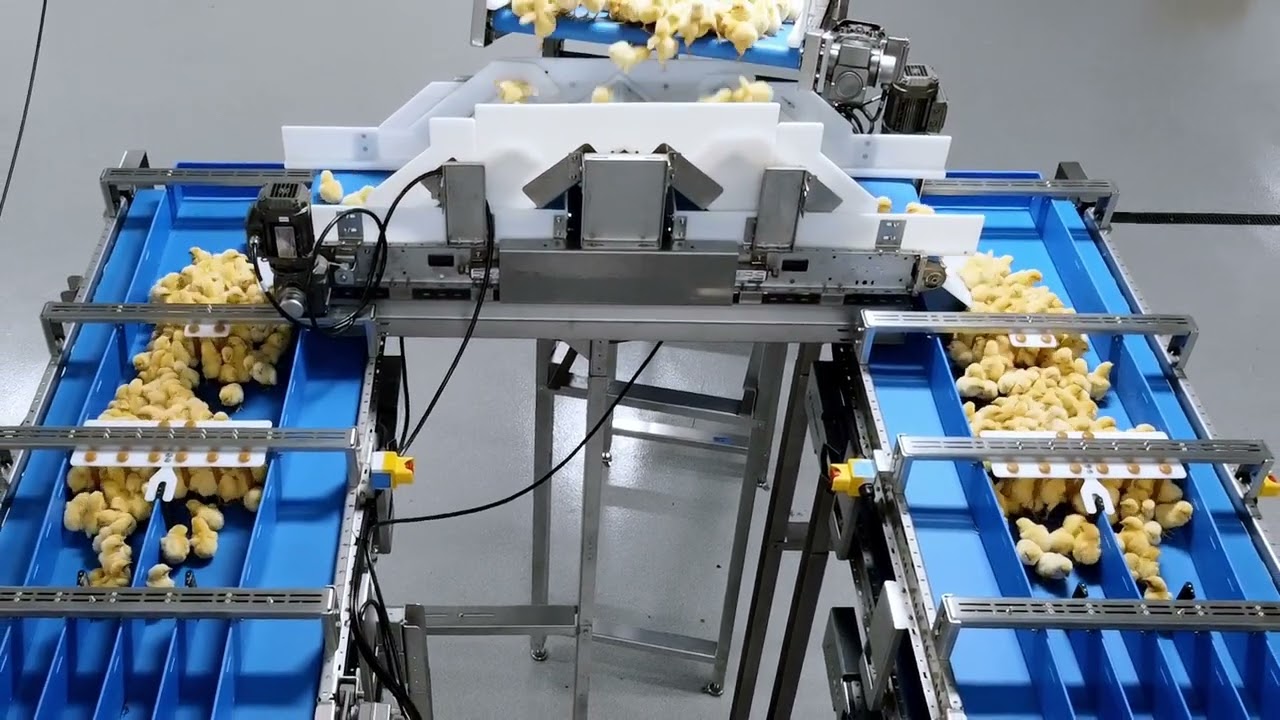 TARGAN WingScan  Cinsiyet Ayırma Makinesi  - Targan Wingscan Sexing Machine