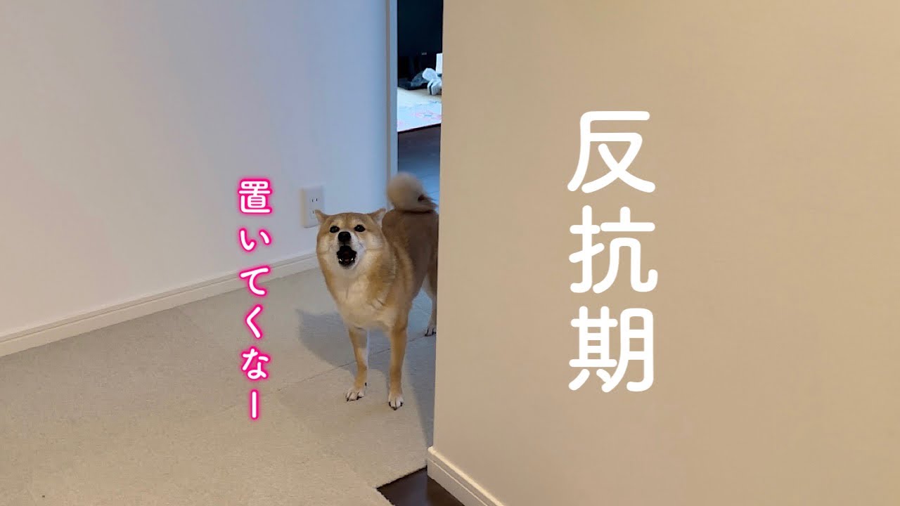 あやうく置いていかれそうになって猛烈に抗議してくる柴犬が可愛い
