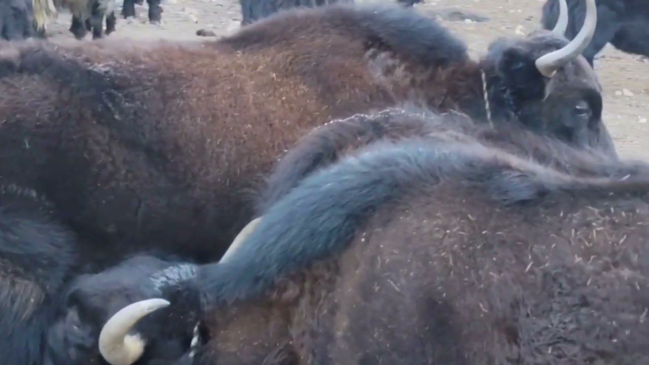 Upper Dolpo Polde winter season