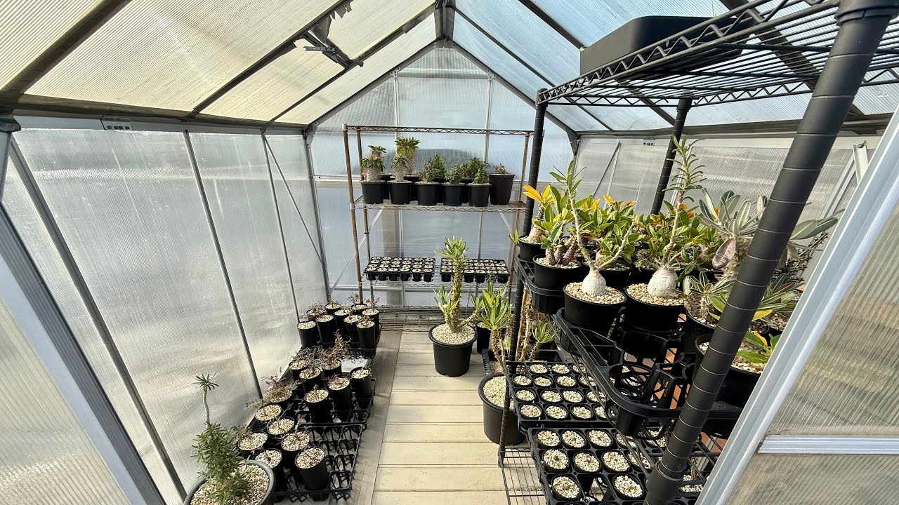 外の植物たちを室内へしまう【塊根植物】