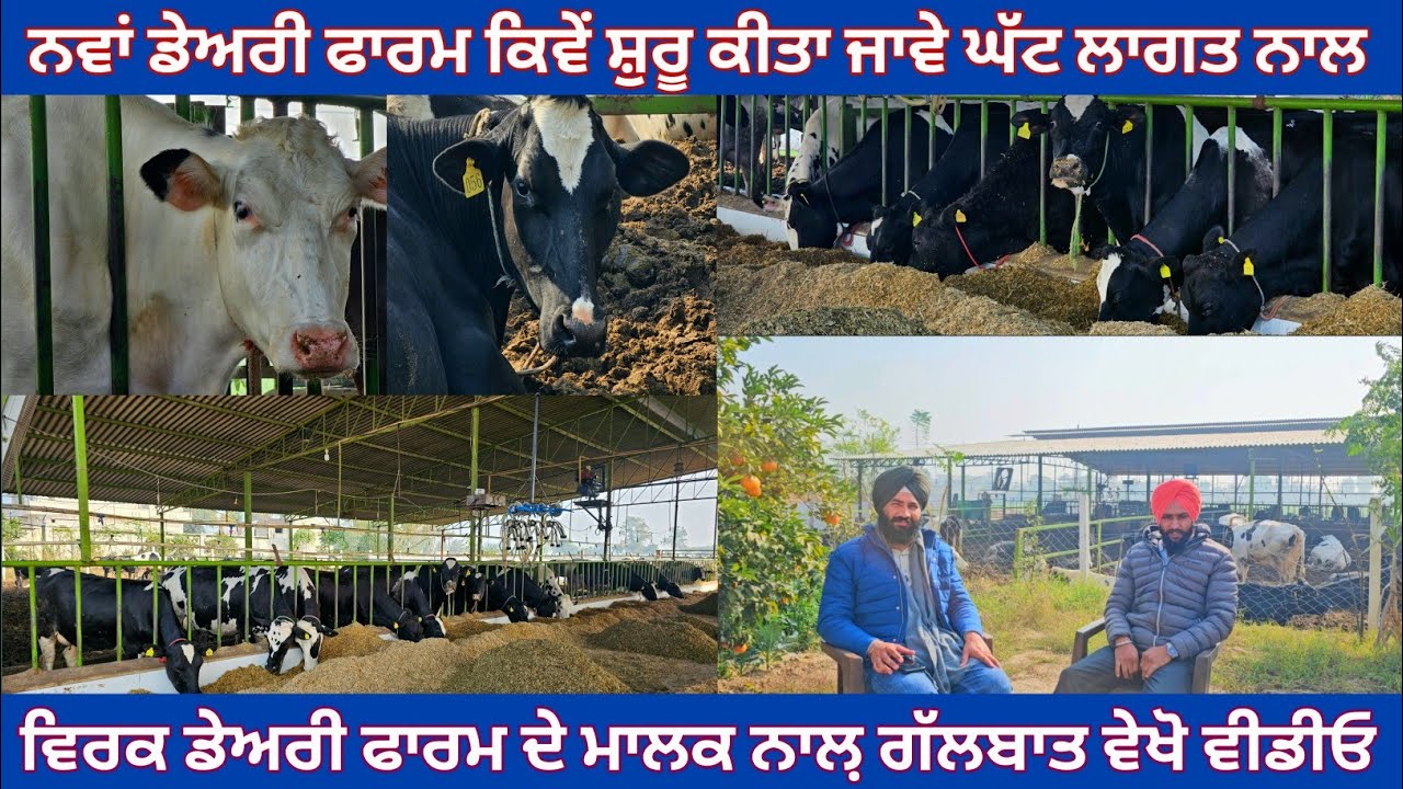 How To Start Dairy Farm In 2025! Dairy Farm In Punjab! 