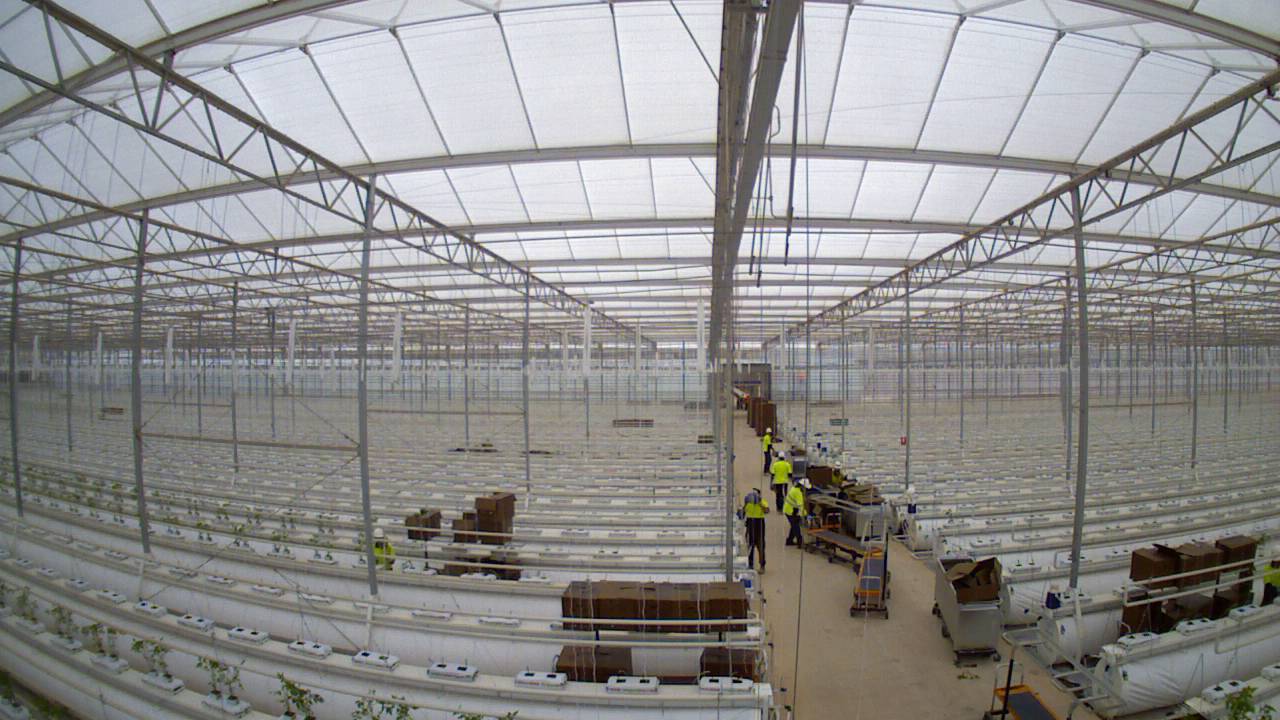 Sundrop Farms - planting time lapse