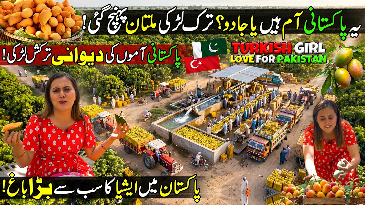 Turkish Girl Love For Pakistani Mangos 🥭 | This is World Biggest Mango Farm in Pakistan 🇵🇰
