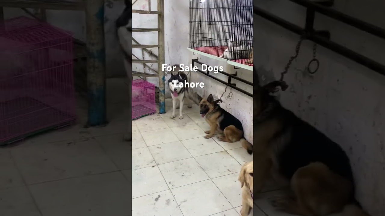 For sale dogs in Lahore #puppies #hosky #pitbulldog #hunter #gultairdog #dogs