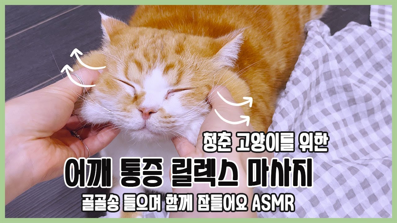 고양이 마사지/ASMR/파워 넘치는 건강한 고양이들의 스트레스감소, 어깨통증 마사지/잠들기 전 고양이와 함께 들으며 마사지해주세요.