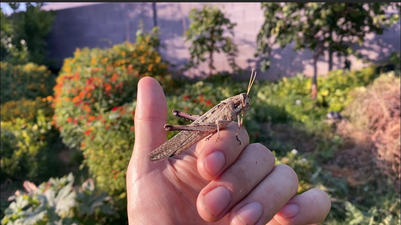 Big Grasshopper! (Schistocerca nitens) in my Garden