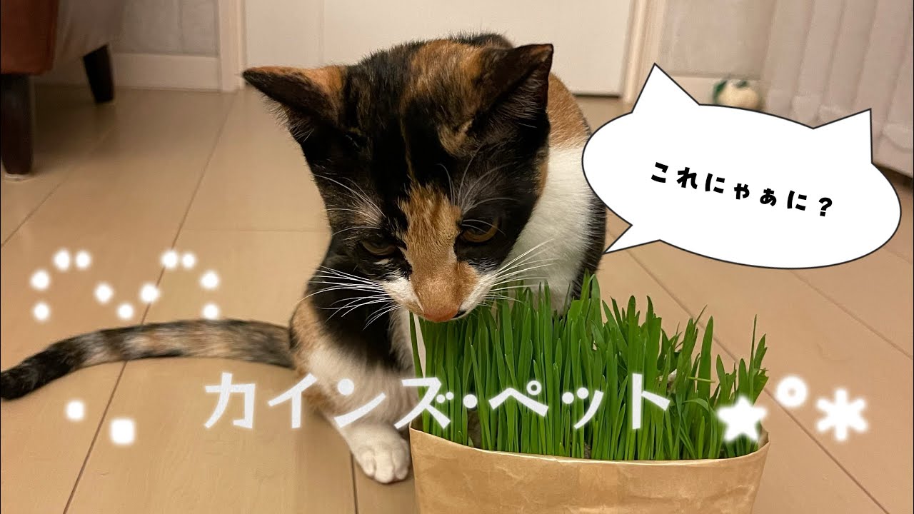 三毛猫アンちゃんに猫草の感想を聞いてみる