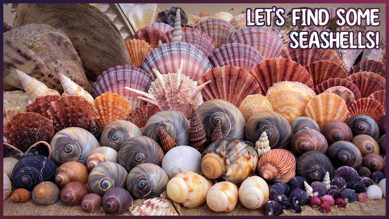 New 2025 Shelling Adventure! | Long-spined Thorny Oyster & Black Baler Shell