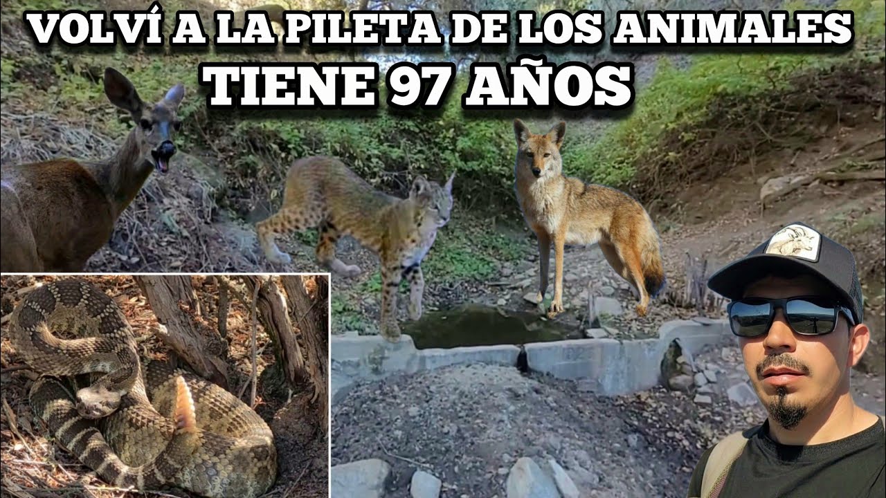 Volví A La Pileta De Los Animales Tiene 97 Años 