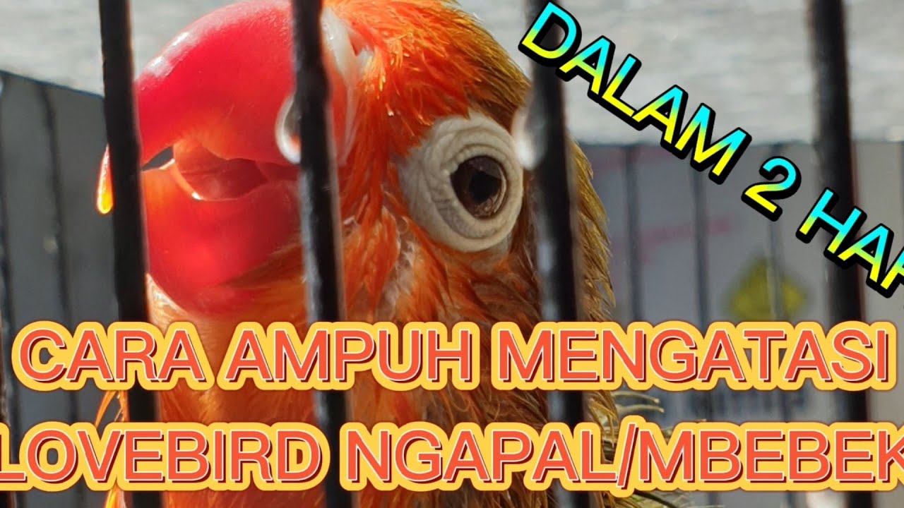TIPS CARA MENGATASI LOVEBIRD BETINA DEWASA NGAPAL/MBEBEK DALAM 2 HARI